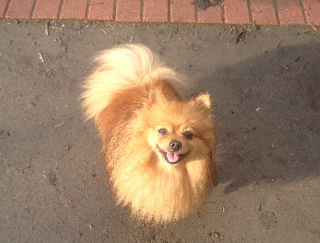 Вот он- рыжее счастье. Венечка