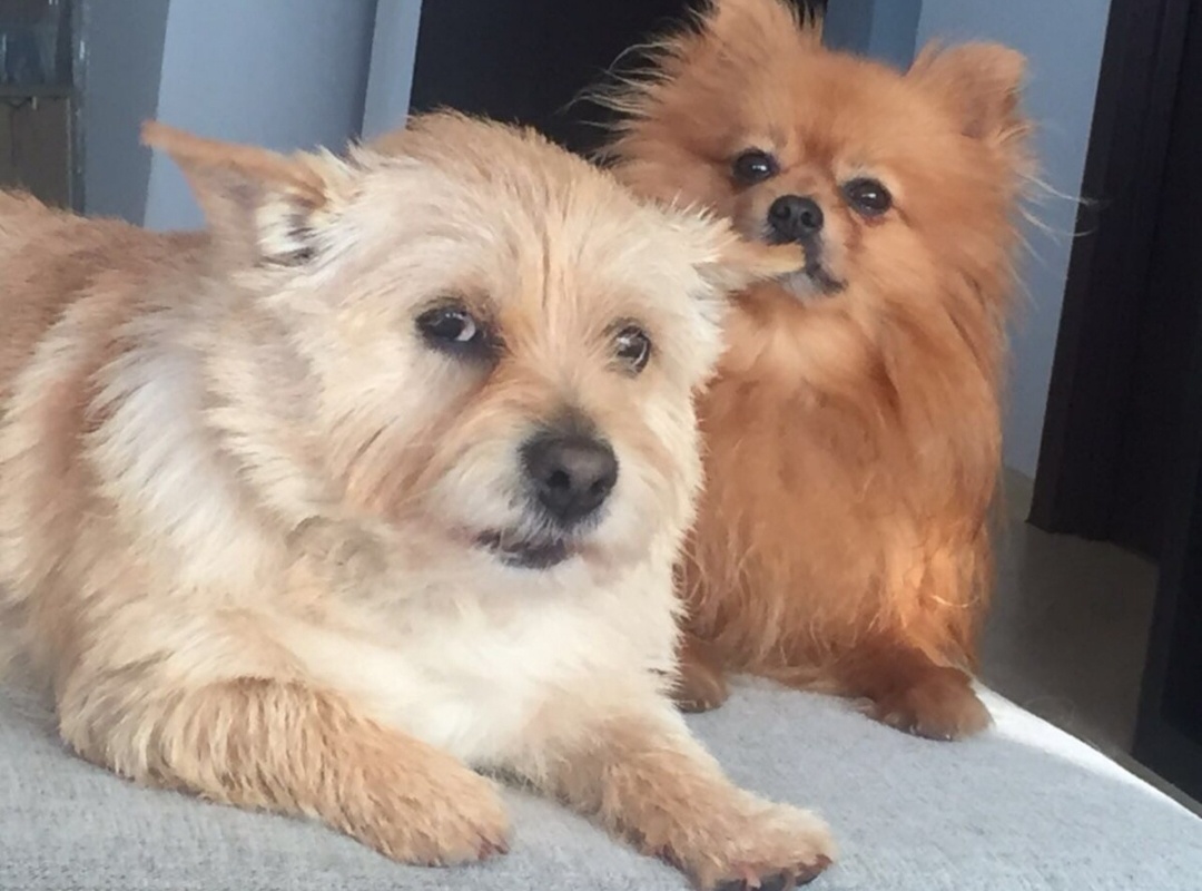 Два неразлучных друга.