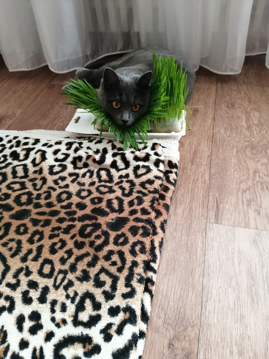 Второй день после стерилизации