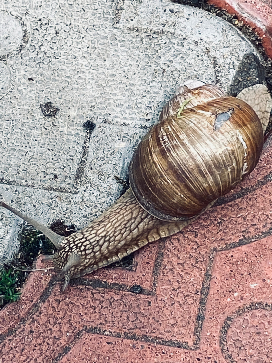 Милый Сема с рожками ползет по своим делам. Везде фото автора.