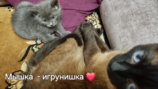 Мышка - игрунишка ❤️❗️