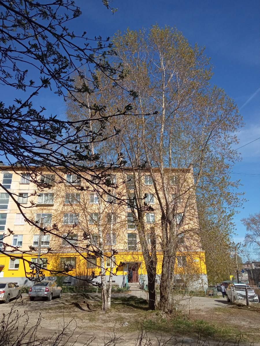Дерево, с распускающимися почками, недалеко от моего дома