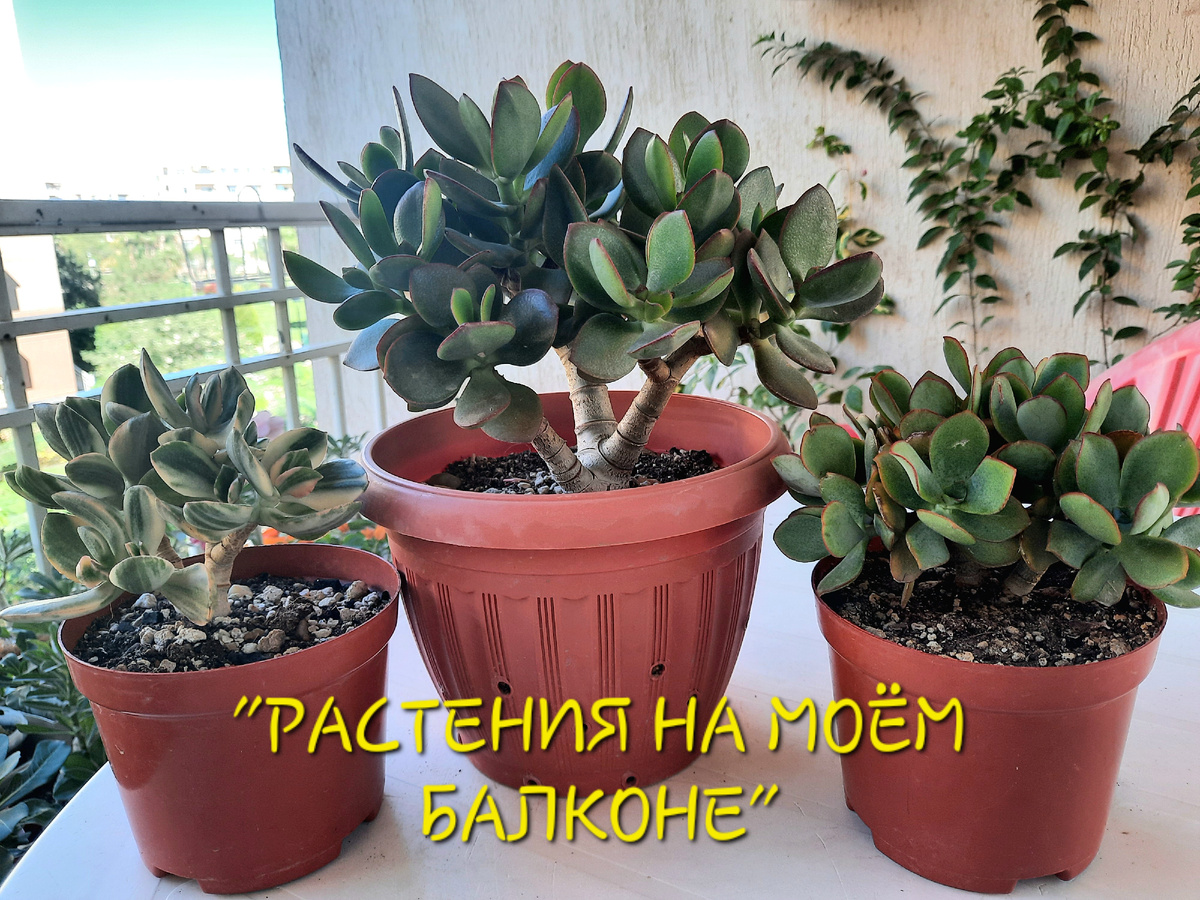Мои самые первые крассулы🤗. Круглый год растут на балконе в  достатке света и в годовом температурном диапозоне НОЧНЫХ t от +3°С и  ДНЕВНЫХ t до +45°С.