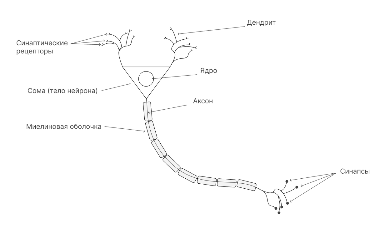 Строение биологического нейрона