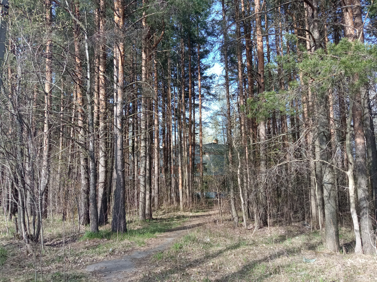 В лес, рядом с городом, тоже пришла весна