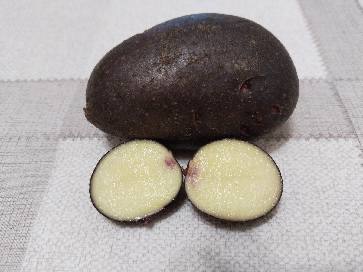 Картофель сорт Голубой Дунай. Описание и фото