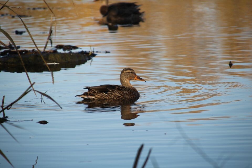    Субботник на озере. Источник: vk.com/barneos22