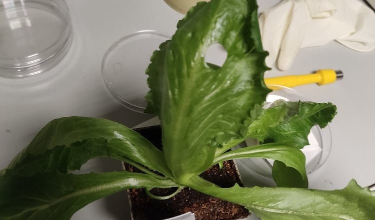    Устойчивые сорта салата можно создавать быстрее и проще с новаторским подходом