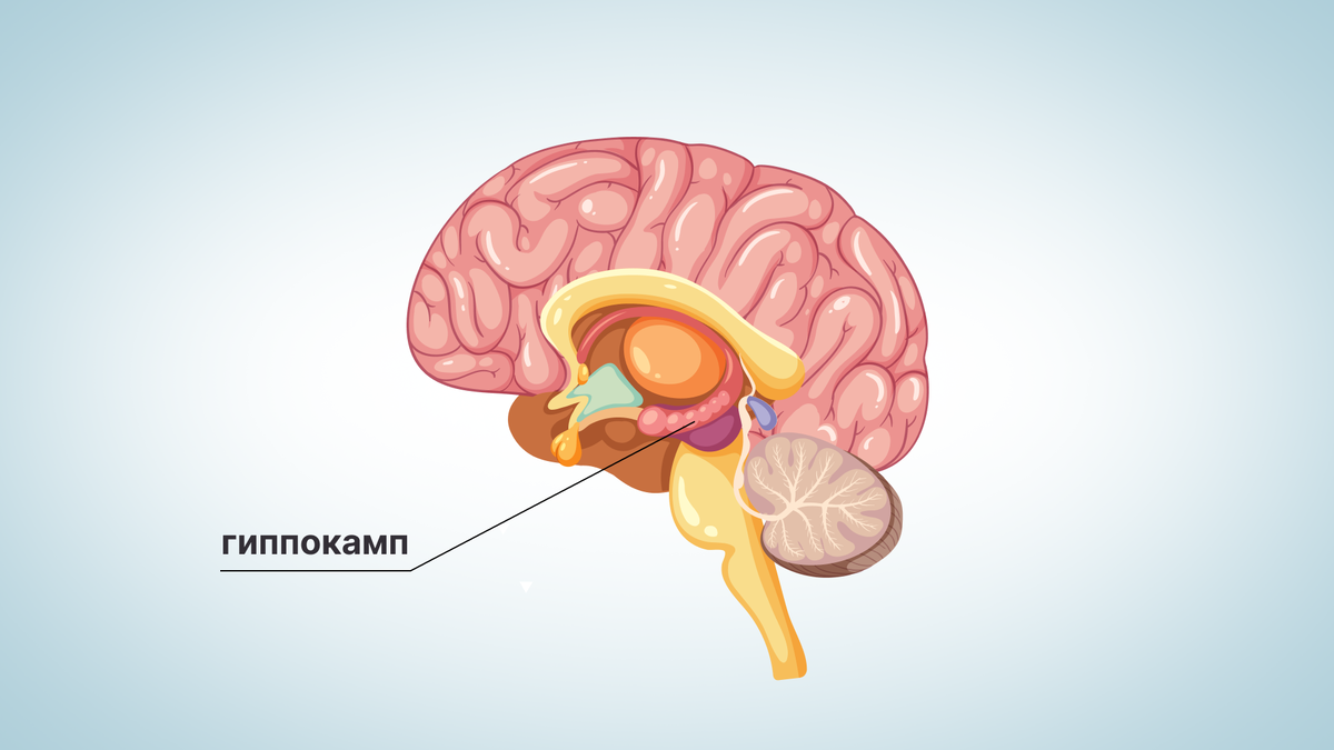 орган, отвечающий за пространственную память и способность к обучению