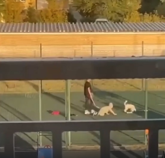 Мама выгуливает ребёнка-квадробера на поводке, вместе с собакой. Собака без поводка. Скриншот из видео в открытом доступе.