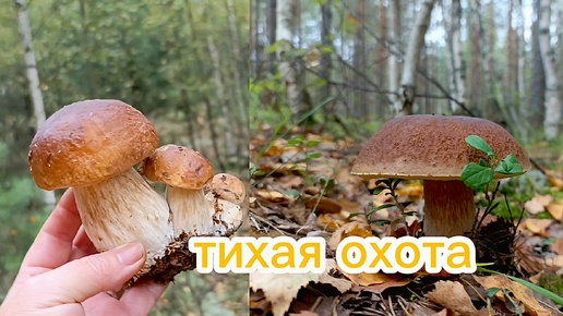 Сбор белых грибов, тихая охота..