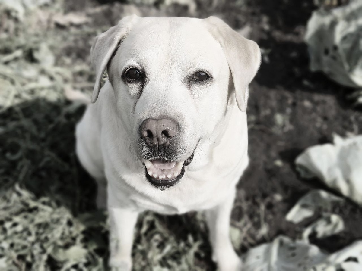 Бьюттфл 02.05.2013 - 29.09.2024г. 