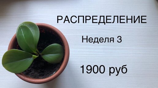 РАСПРЕДЕЛЕНИЕ ДЕНЕГ ИЗ КОНВЕРТОВ В КОПИЛКУ. 3 НЕДЕЛЯ