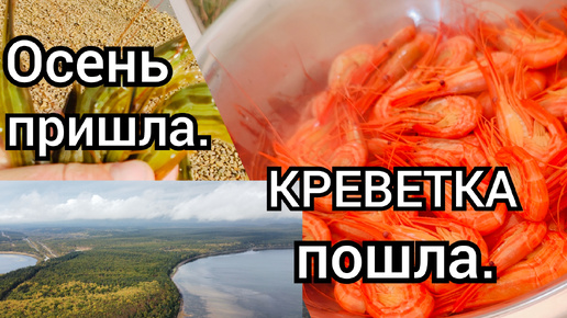 Осень пришла. КРЕВЕТКА пошла. Рыбалка на Сахалине.