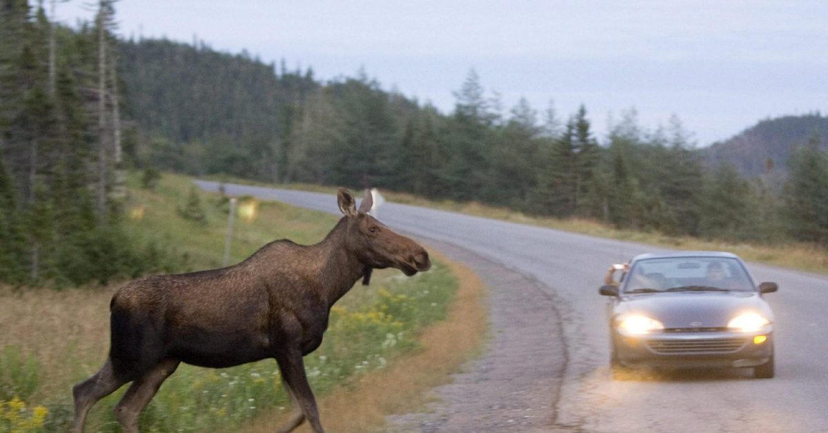 Источник https://cs13.pikabu.ru/post_img/2021/01/08/0/og_og_161005564926011784.jpg