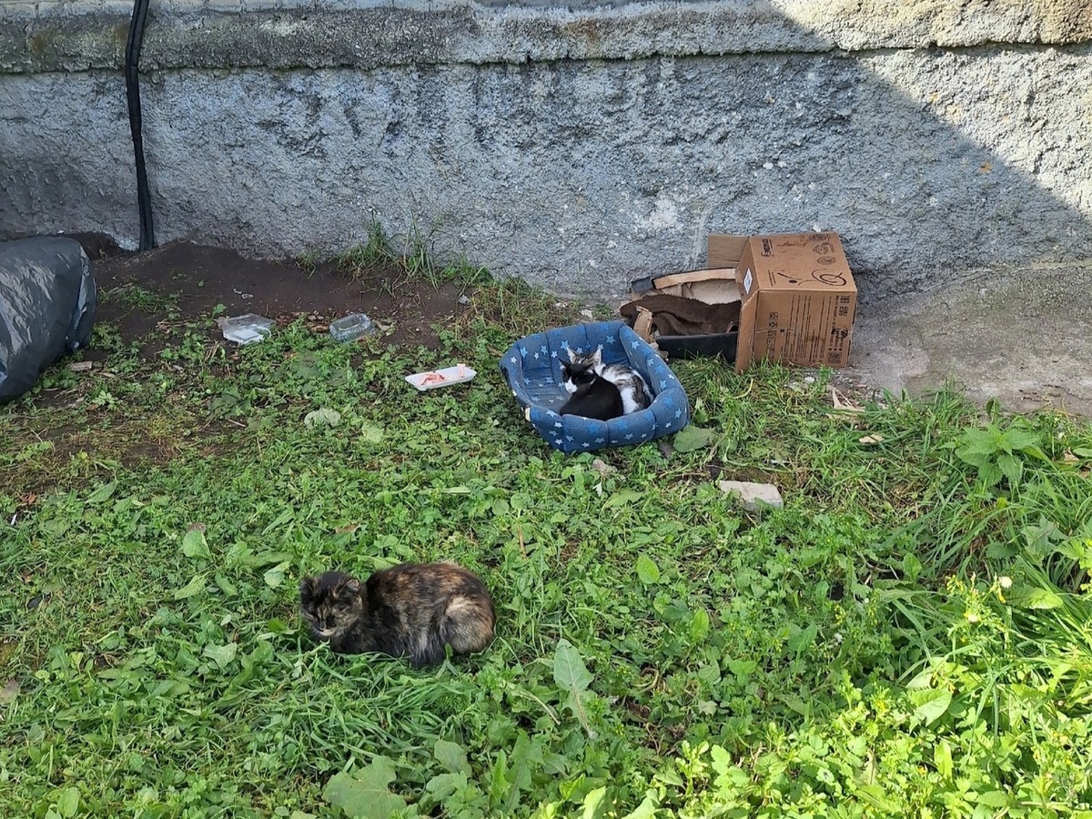 Добрые люди сделали для кошек картонный домик. 