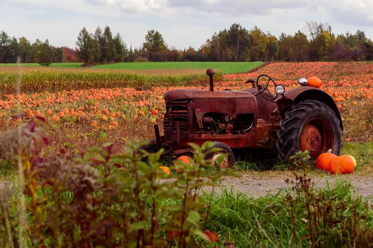 Фото: pexels.com