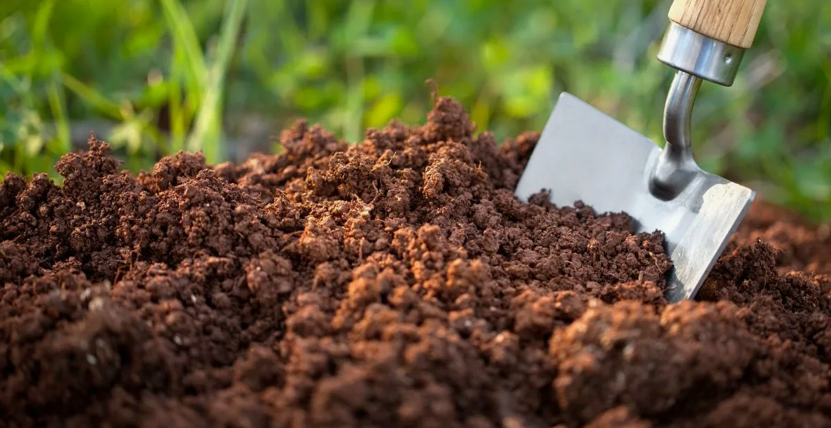 Органика для чеснока