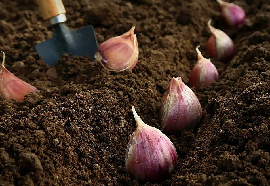 Посадка и улучшение структуры почвы