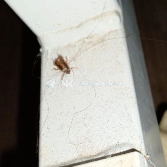 Источник фото: Подслушано в Каменске