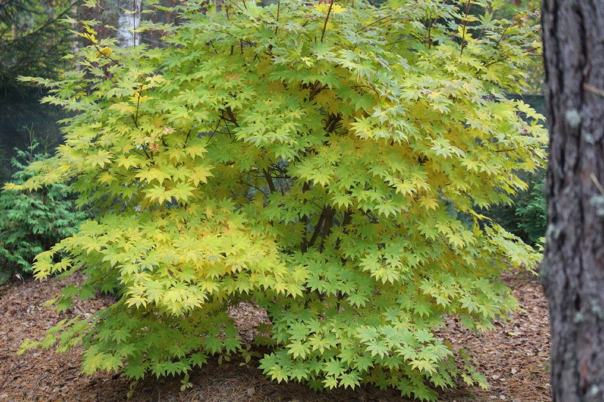 Клен ложнозибольдов в нашем саду