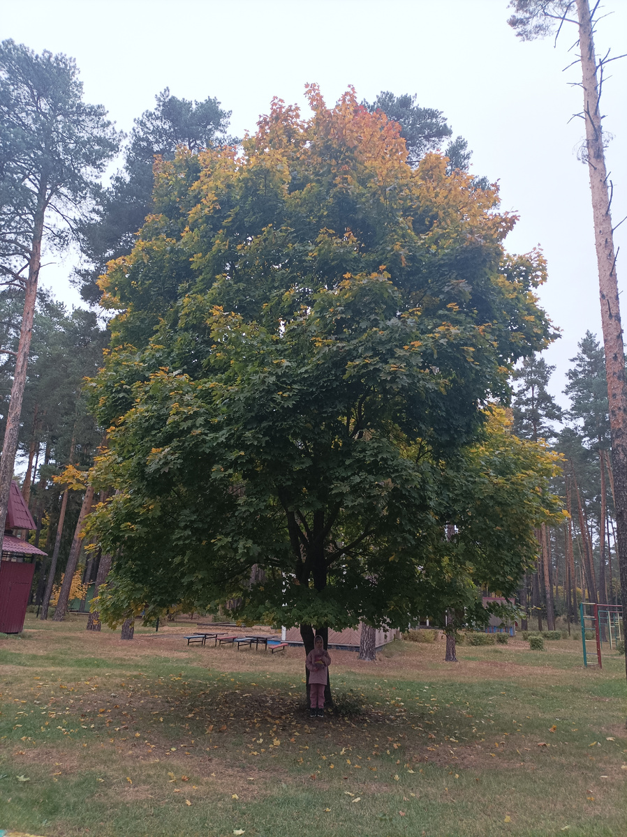 Клён на территории