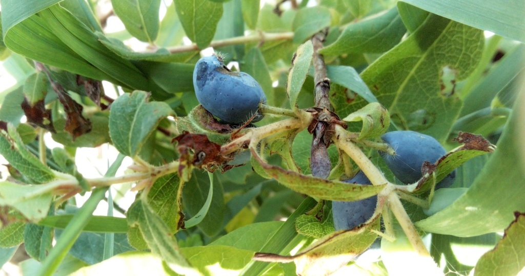 Болезни жимолости и их лечение