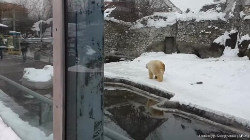 Белый медведь в Московском зоопарке