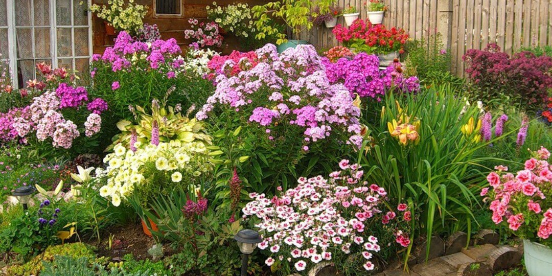 Садовые многолетние цветы, которых лишь осенью сажают, пересаживают и делят