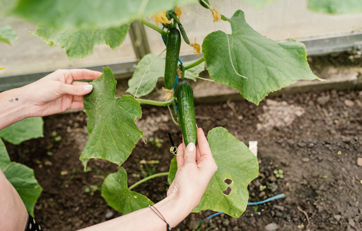 Тепличные огурчики.