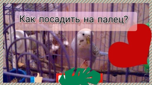 Как заставить Волнистого Попугая сесть Вам на палец? Как заставить попугая доверять вам?