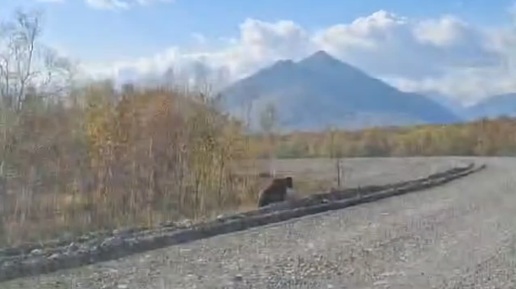 Схватка медведицы с медведем, который хотел сожрать медвежат