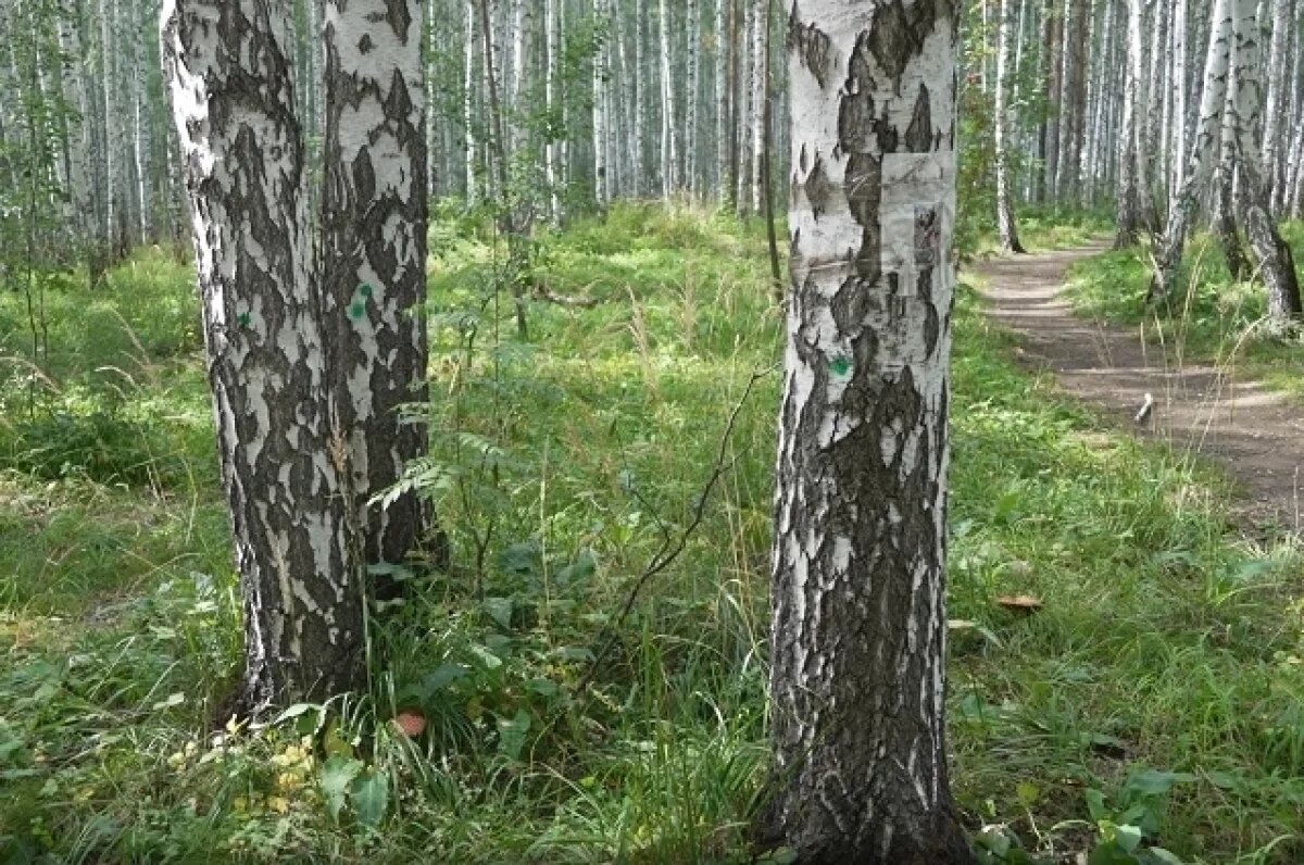    Парк в Краснолесье прошел дендрологическую экспертизу для благоустройства