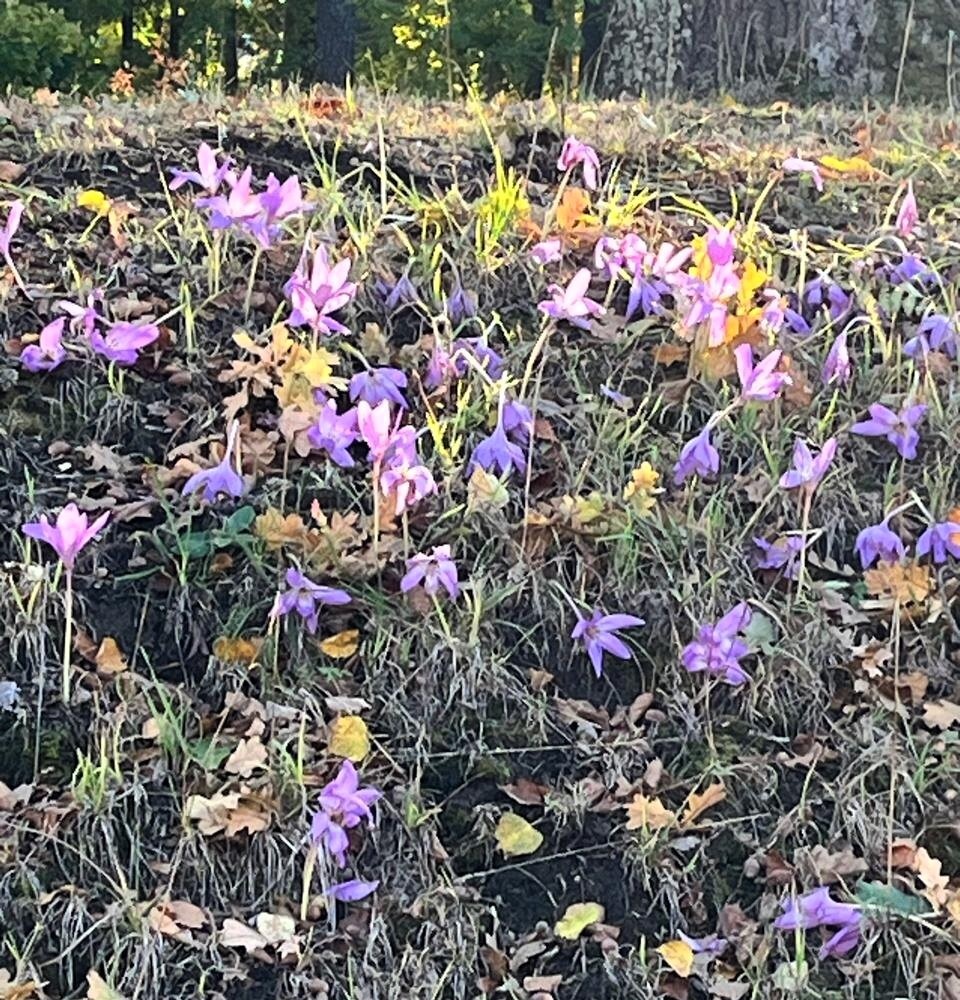 Автор фотографии - моя читательница Елена Б.