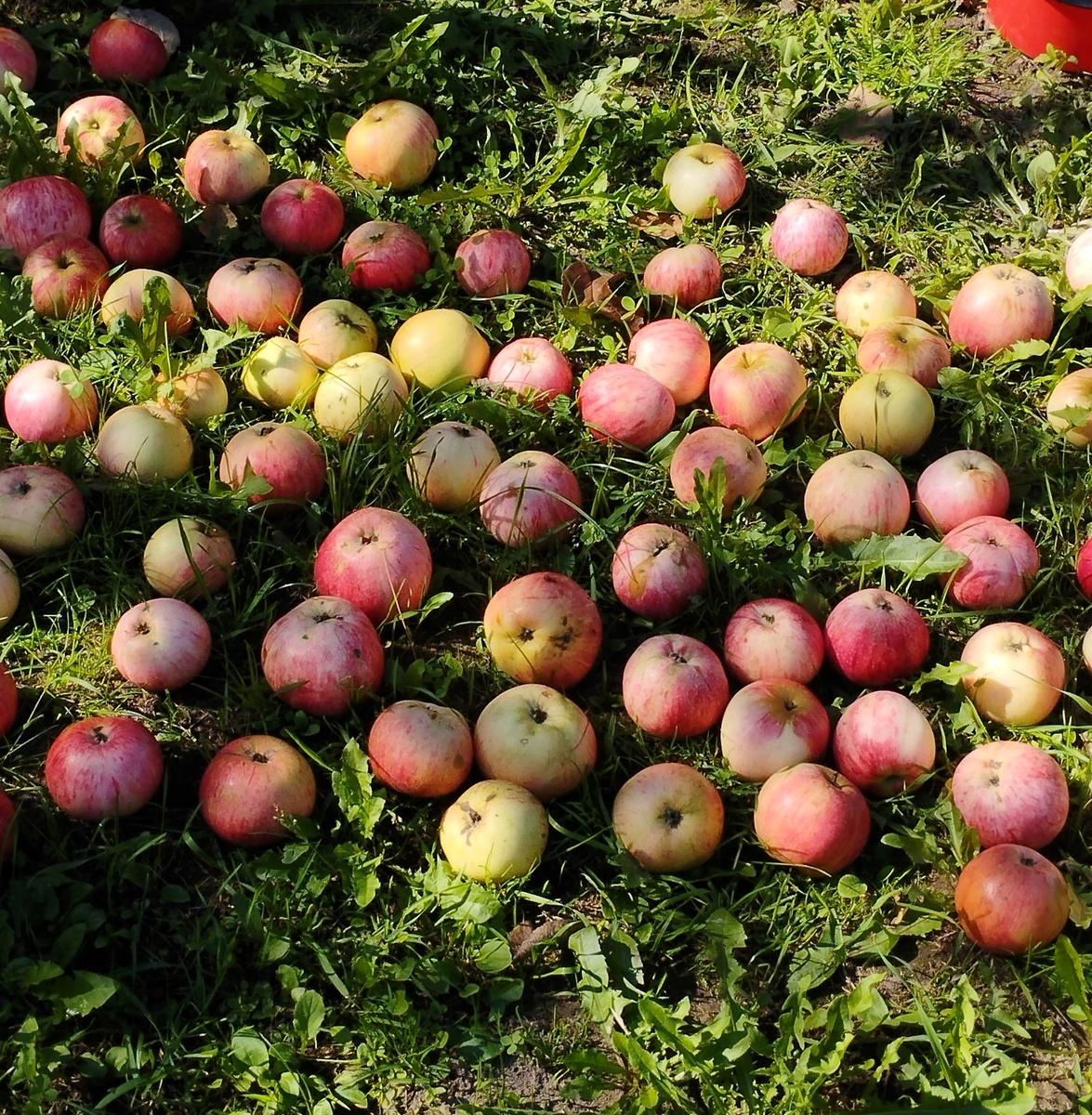 Автор фотографии - моя читательница Оксана