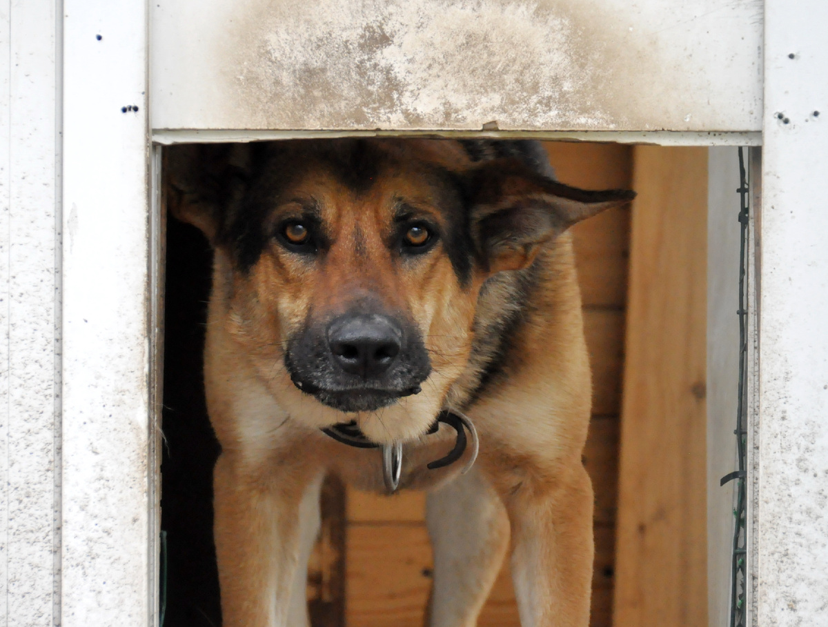 Собака, выглядывающая из будки. Фото из личного архива