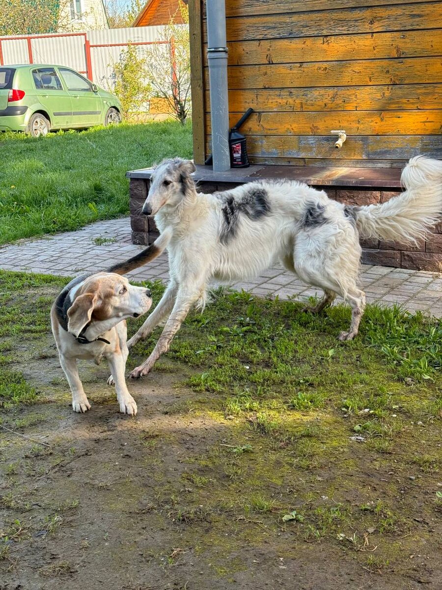 Не любит он оказывается бегать.