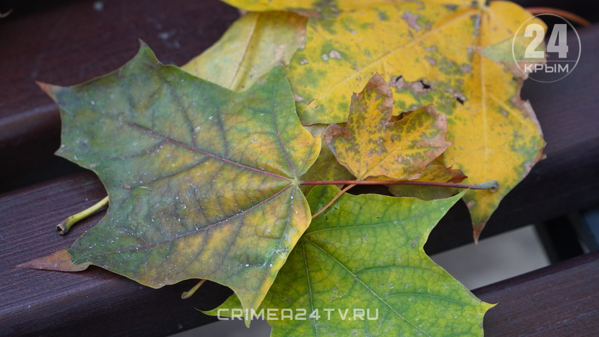    Фото: Крым 24 Elena Maltseva