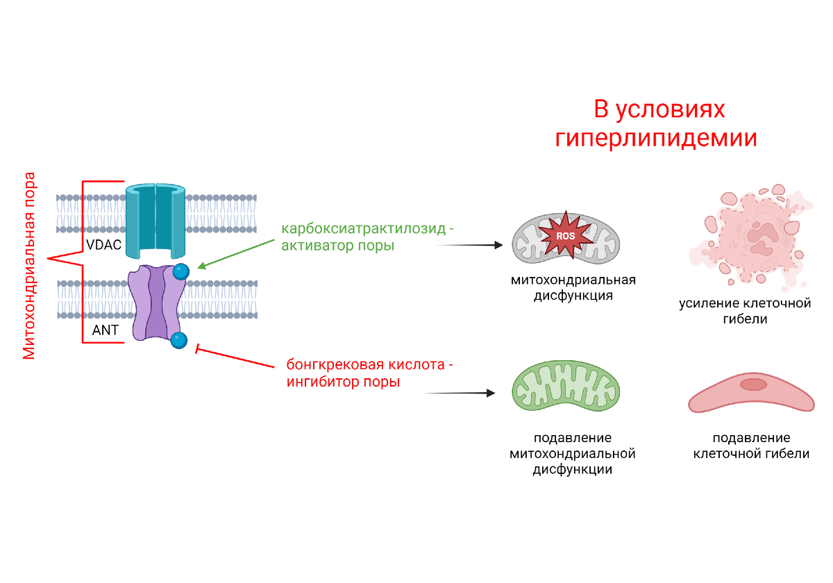 Схема действия модуляторов митохондриальной поры (карбоксиатрактилозида и бонгкрековой кислоты) в условиях гиперлипидемии. Источник: Константин Белослудцев