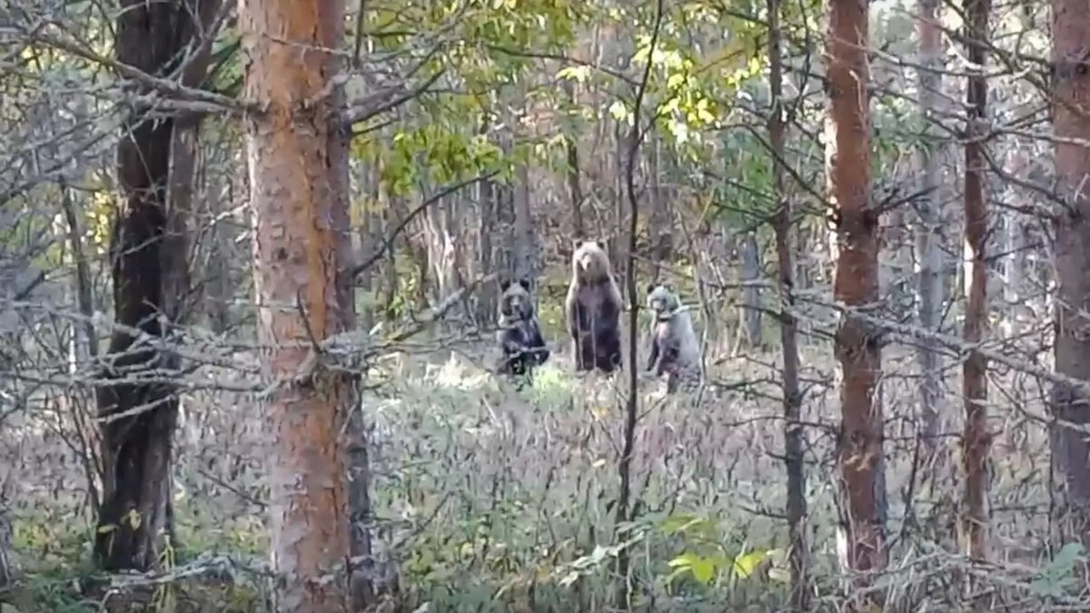    Источник: Национальный парк «Водлозерский» / vk