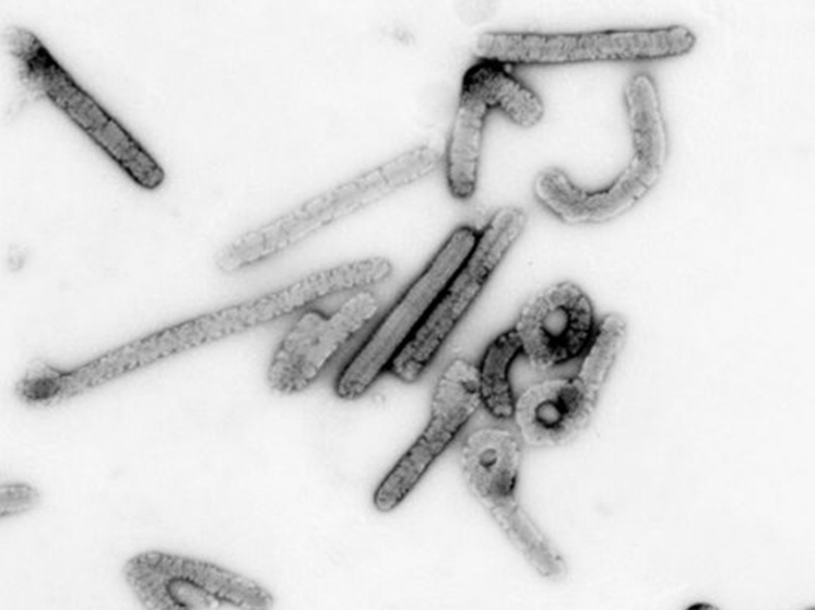 Фото: ru.wikipedia.org