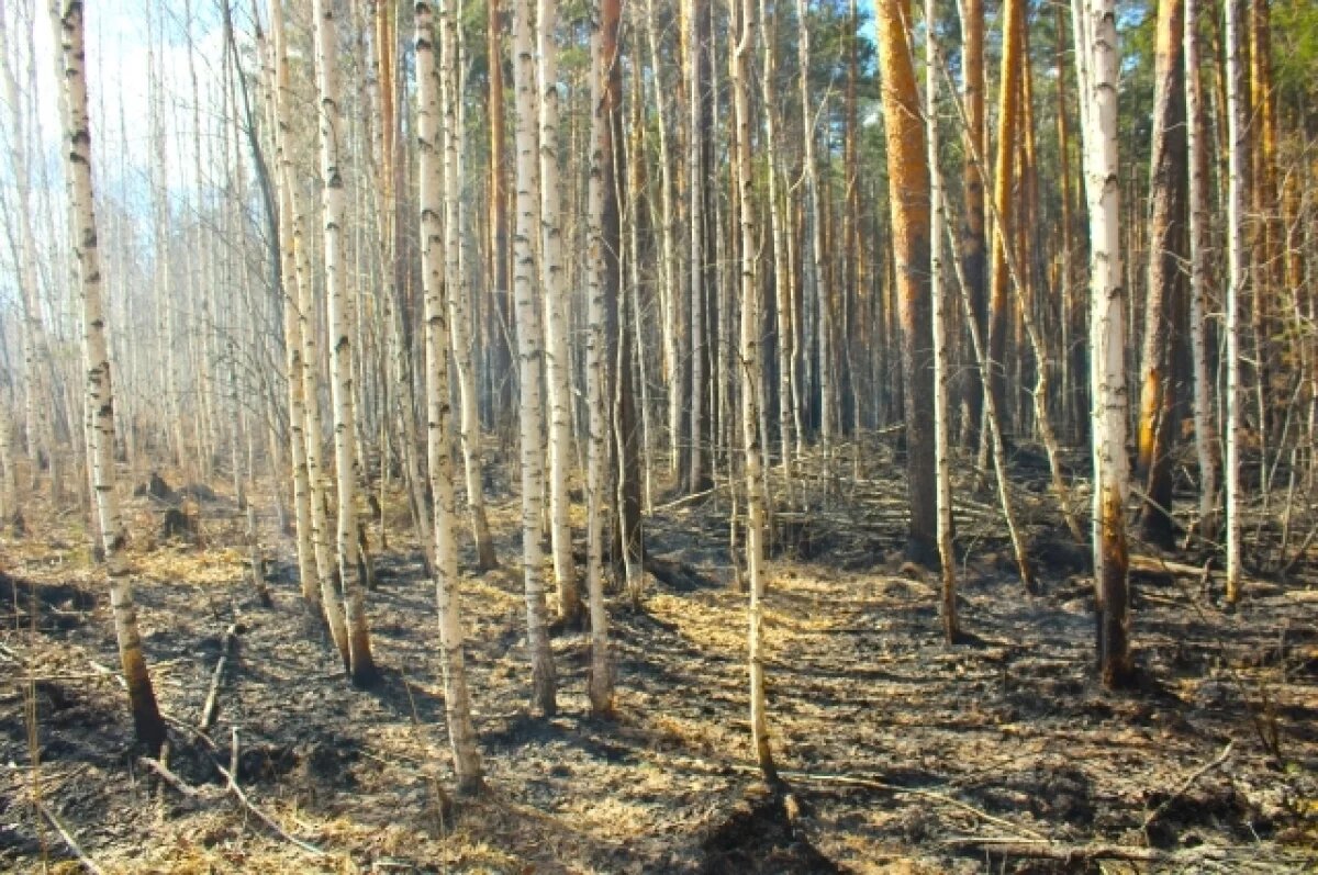    В Новосибирской области до 11 октября сохранится высокая пожароопасность