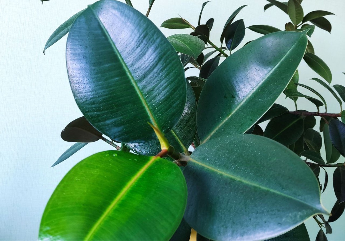 Статья для тех, кто желает наслаждаться здоровыми и красивыми растениями - фикусами