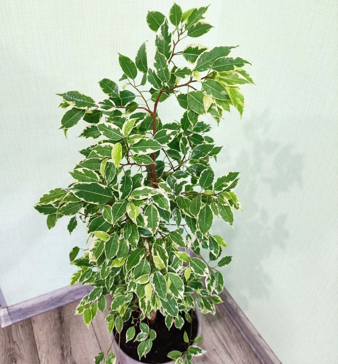 Сегодня нюансы ухода за некоторыми фикусами, чтоб понимать, с каким из фикусов случится любовь с первого раза