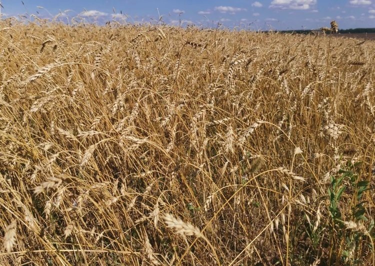    В 2024 году увеличился спрос на страхование всех основных групп сельхозкультур