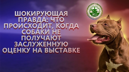 ШОКИРУЮЩАЯ ПРАВДА: ЧТО ПРОИСХОДИТ, КОГДА СОБАКИ НЕ ПОЛУЧАЮТ ЗАСЛУЖЕННУЮ ОЦЕНКУ НА ВЫСТАВКЕ Ч.3.