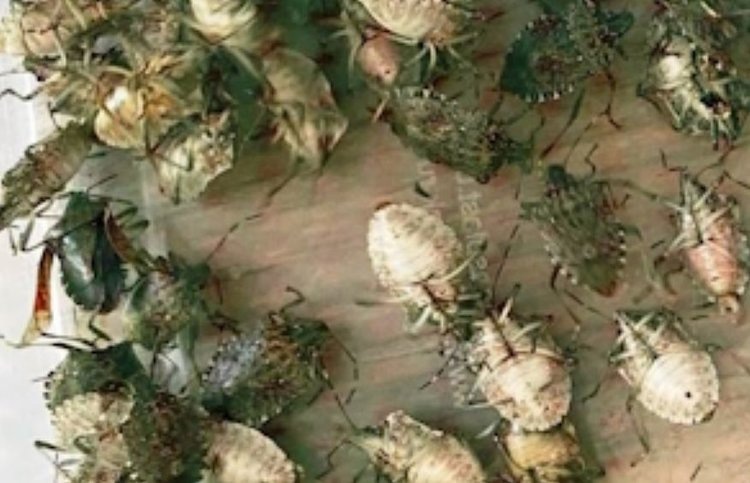    Коричнево-мраморный клоп в Краснодарском крае собрался на массовую зимовку