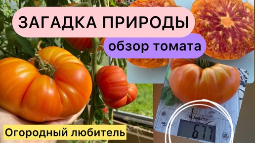 ЗАГАДКА ПРИРОДЫ // обзор томата // высылаю семена