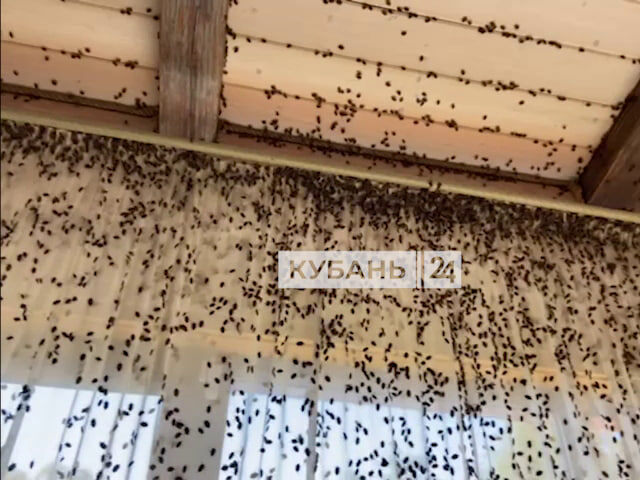    Фото t.me/life_apsheronsk