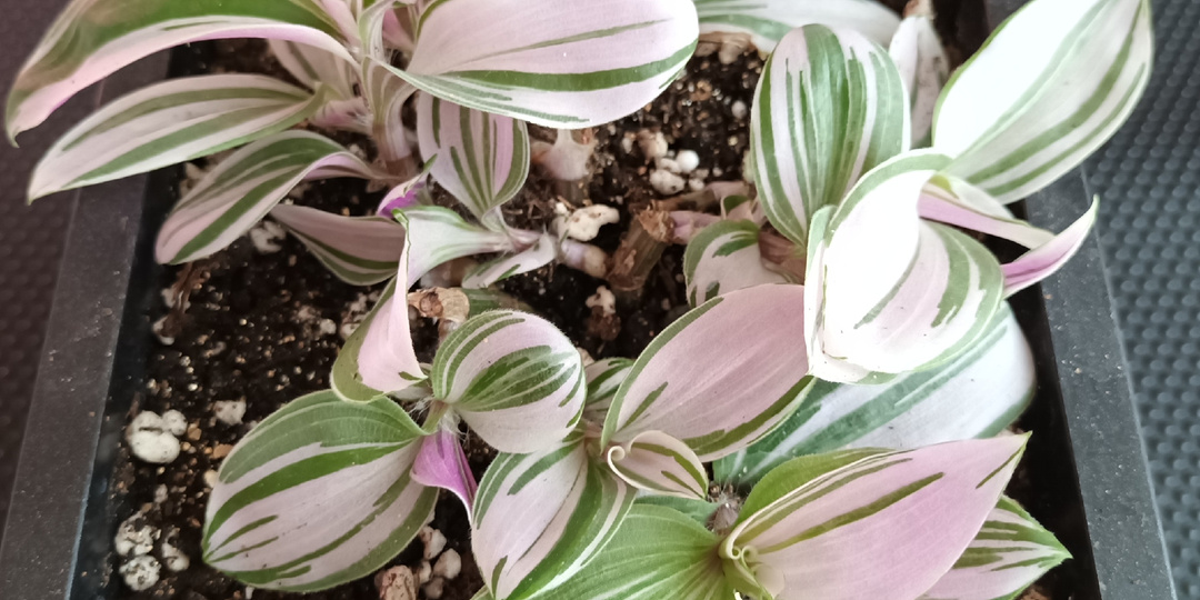 Пинк Хилл/Pink Hill (Розовый Холм)